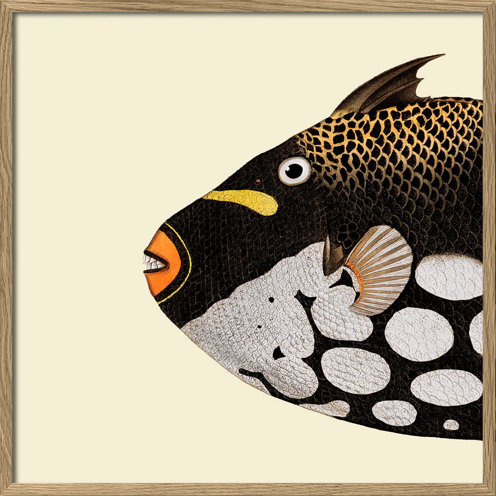 Dyb. 1/2 Kopf Fisch Dot Galore