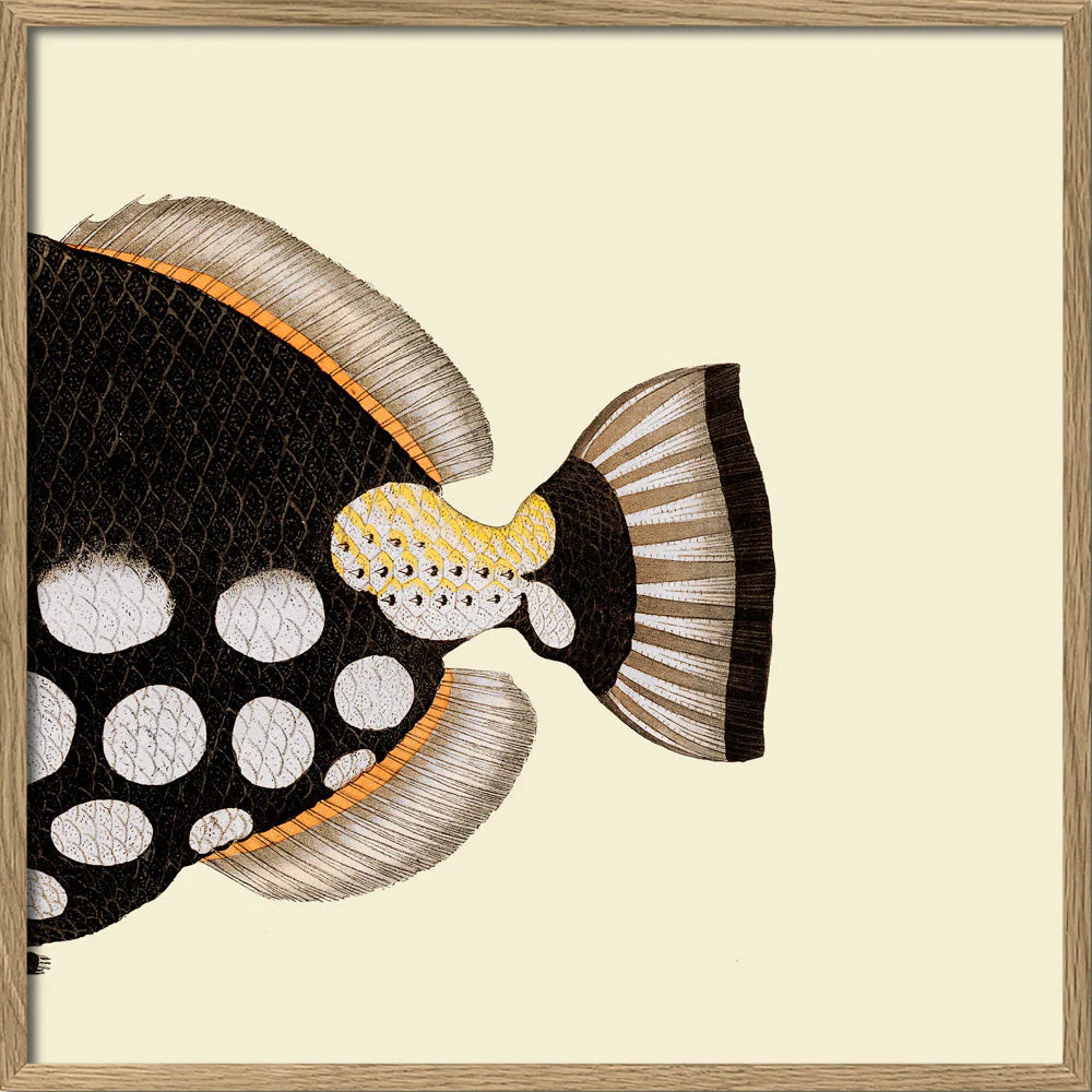 Dyb. 1/2 Schwanz Fisch Dot Galore