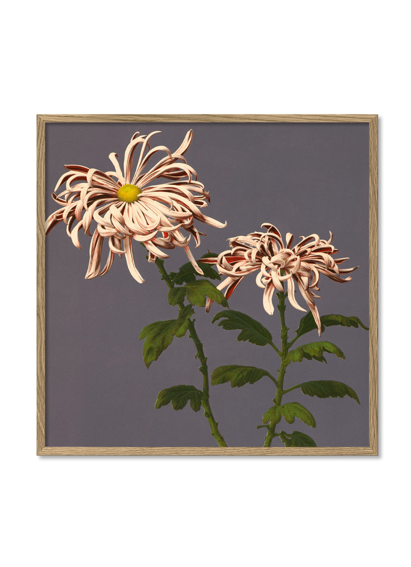 Dyb. Chrysanthemum of Chrysant