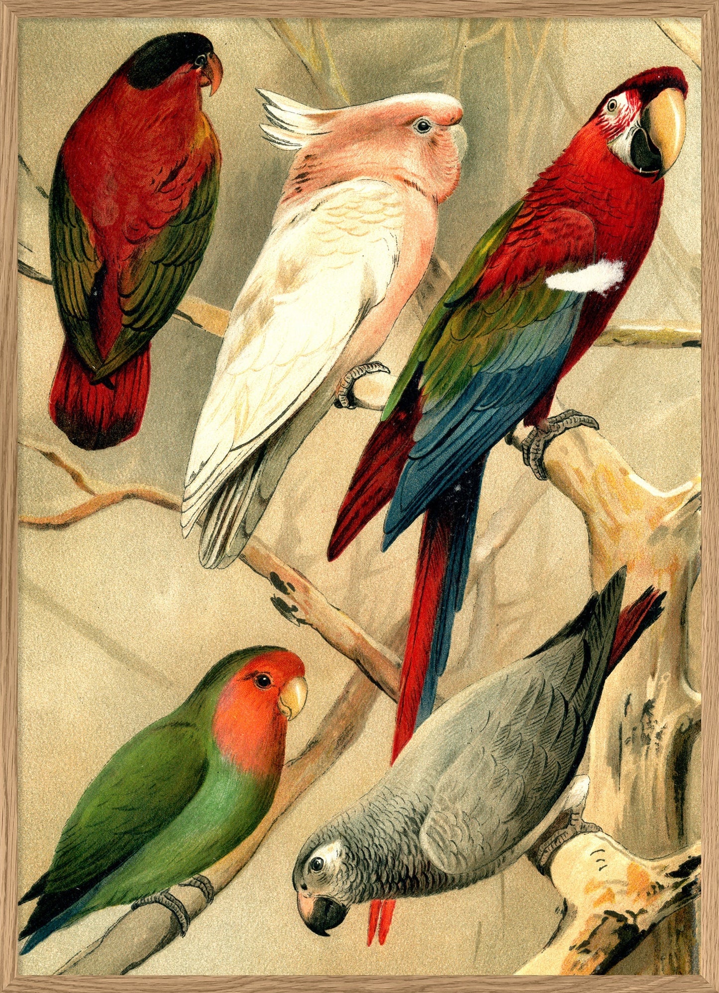 Dyb. Papagei & Kollegen 50 x 70