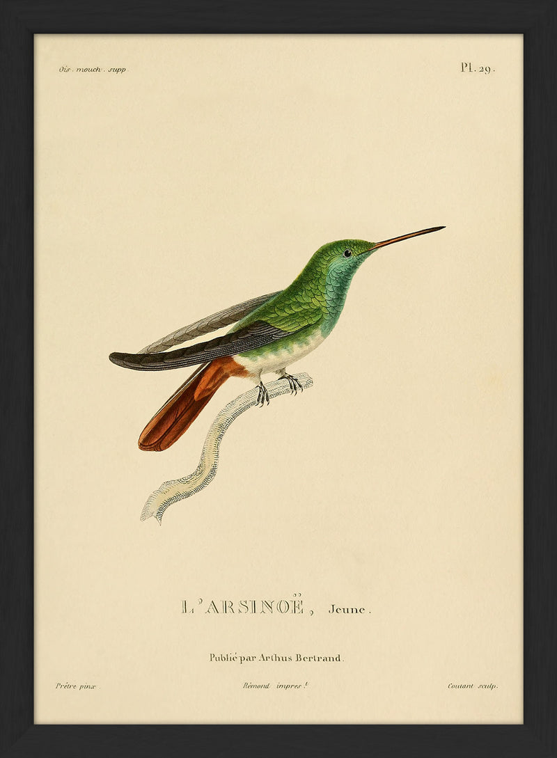 Dyb. Kolibri (braun-grün), 15x21