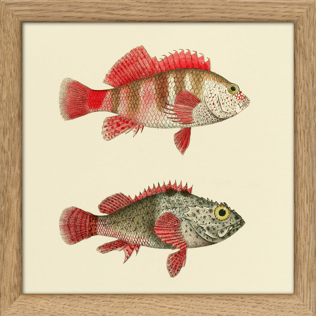 Dyb. Fische Büschelbarsch und Skorpionfisch/"Drachenkopf" 15x15