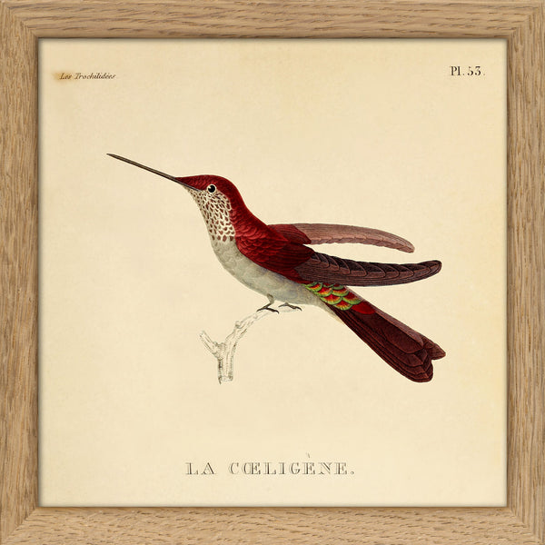 Dyb. Kolibri (La caeligene)