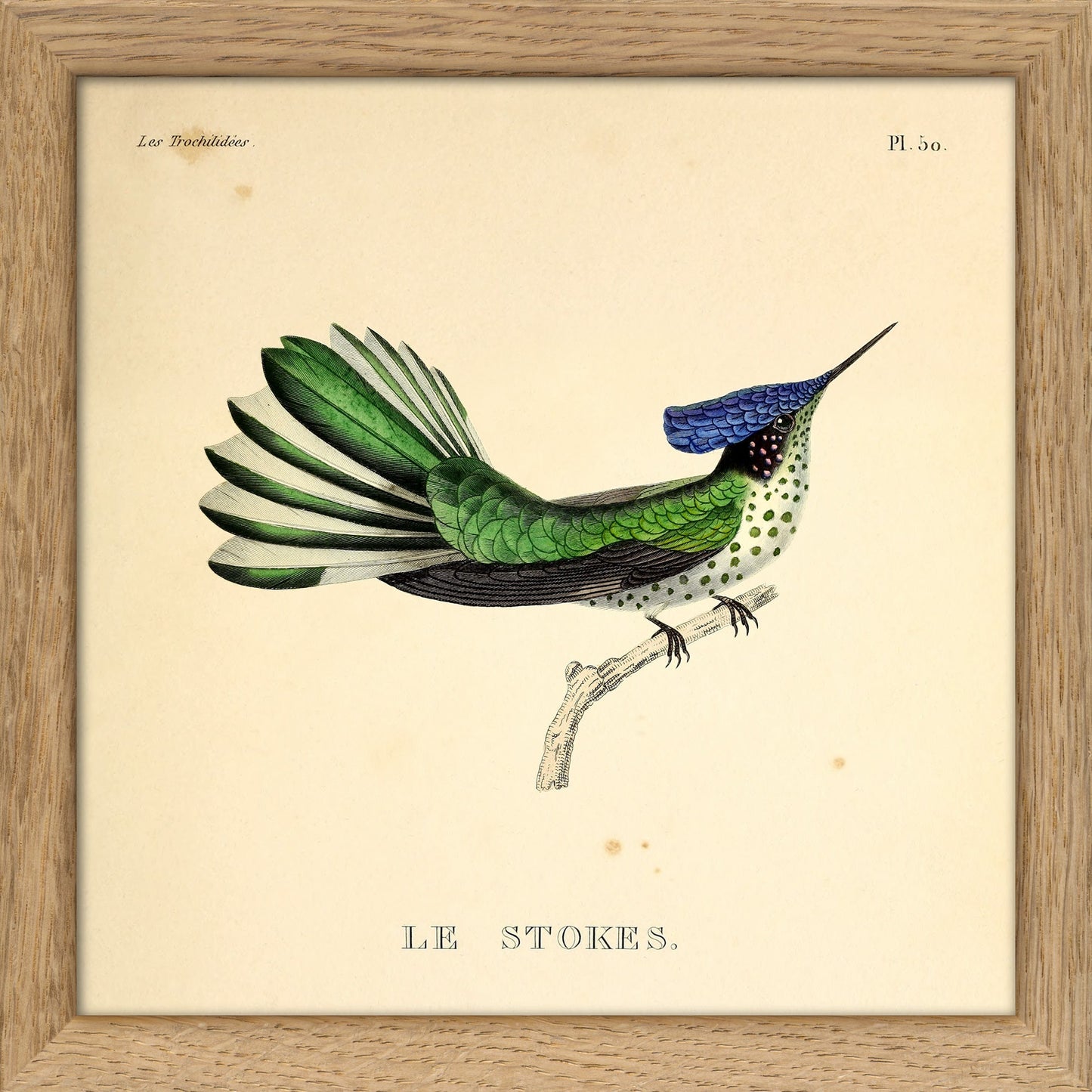 Dyb. Kolibri (Le stokes)
