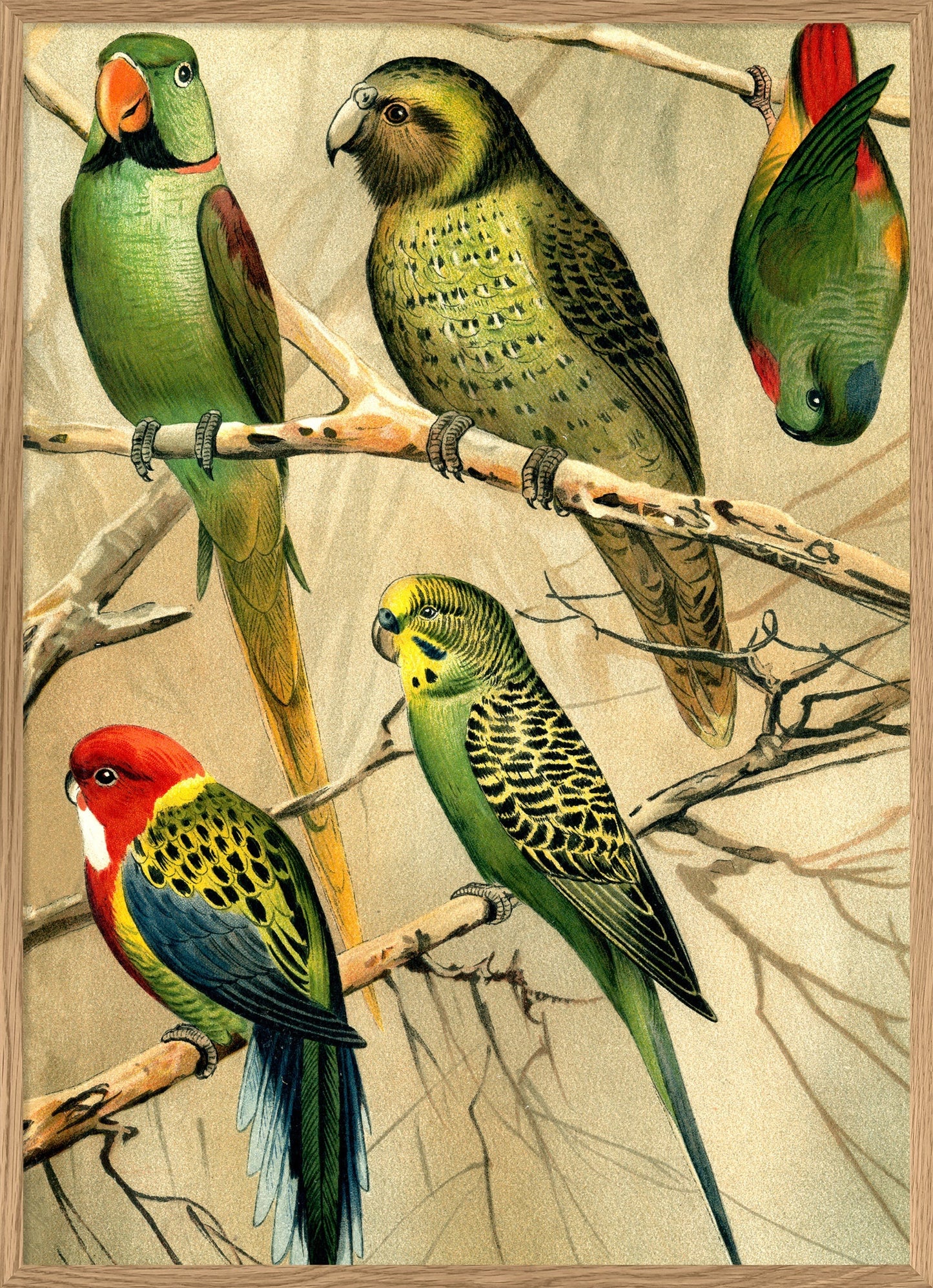 Dyb. Wellensittich & Kollegen 50 x 70