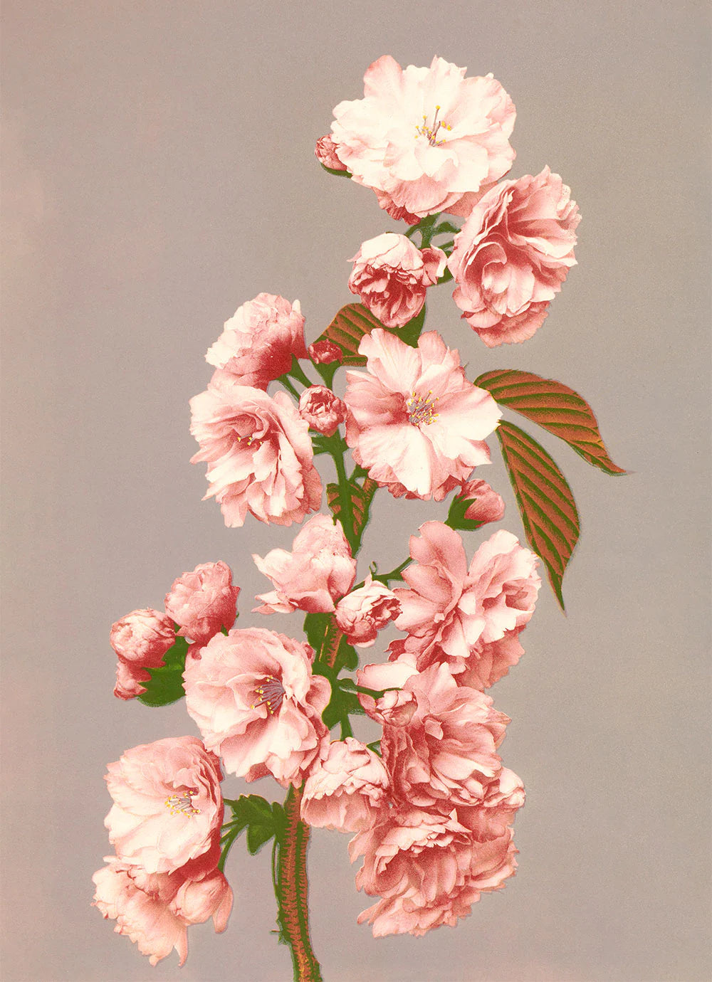 Dyb. "Cherry Blossom"