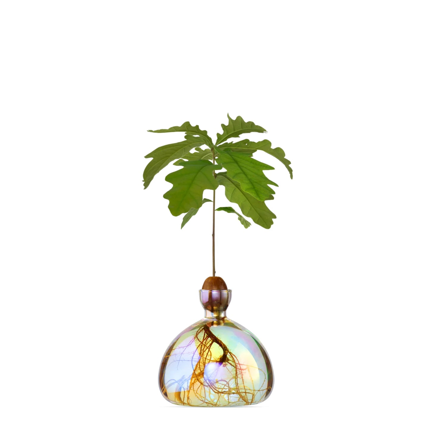 Ilex Studio Eichenzuchtvase