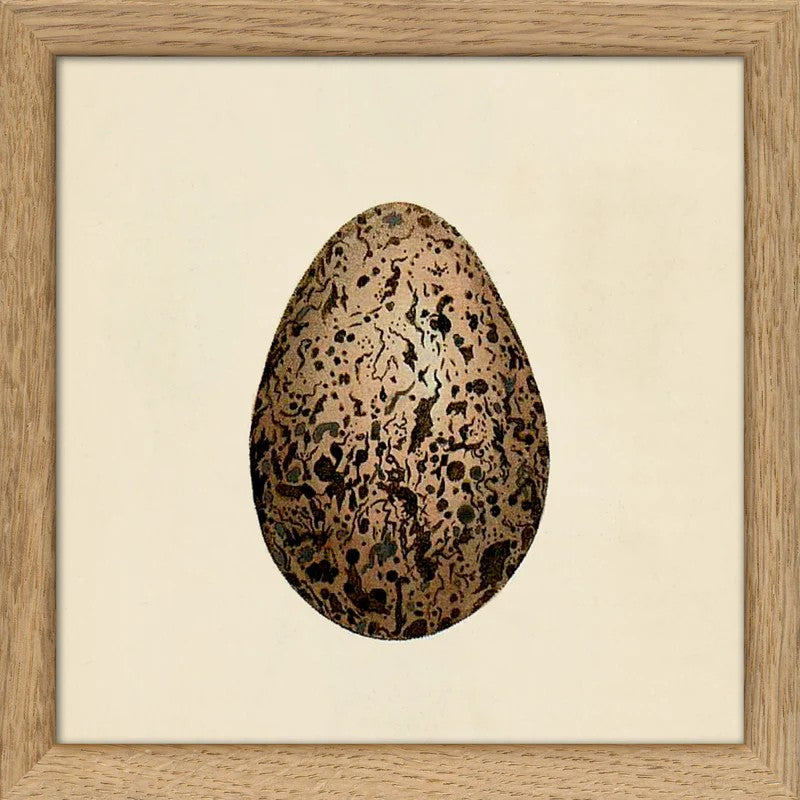 Dyb. "Brown Dotted Egg"