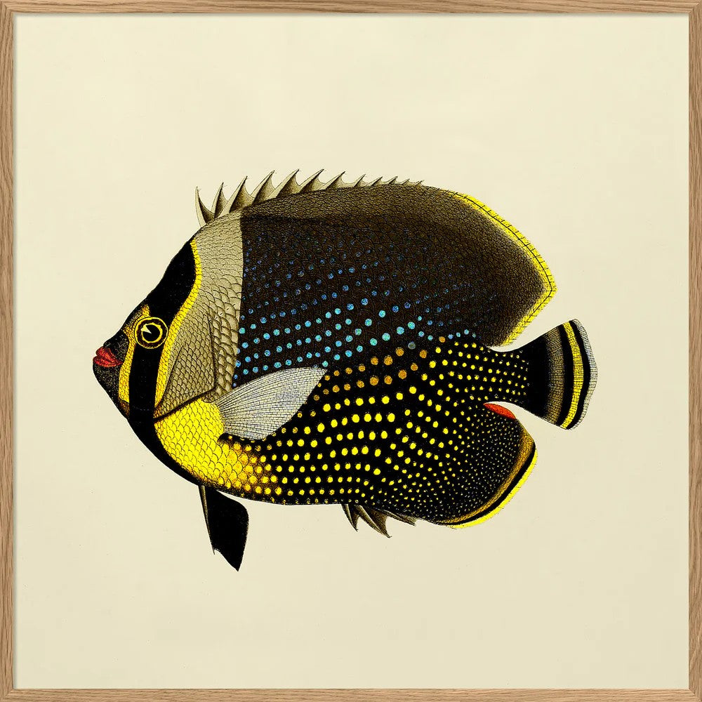 Dyb. Fisch "Black and Yellow"