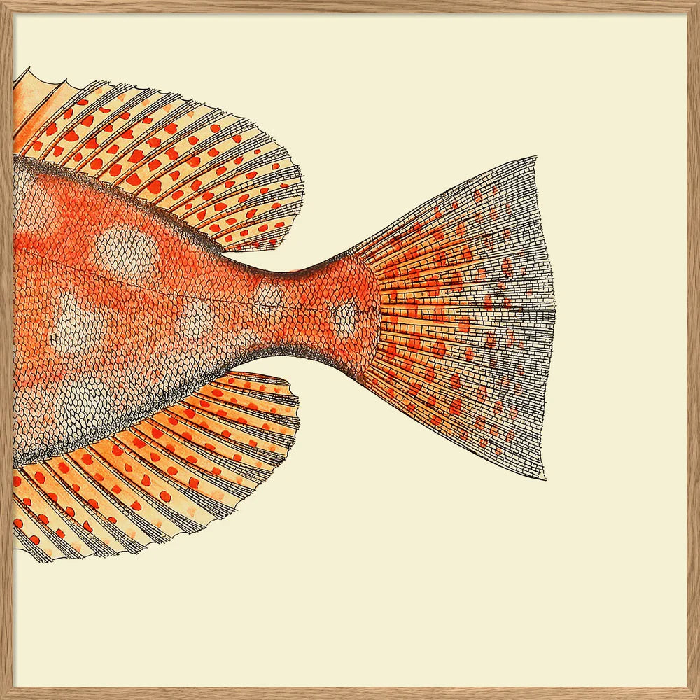 Dyb. "Blotched Bigeye Kopf + Flosse"