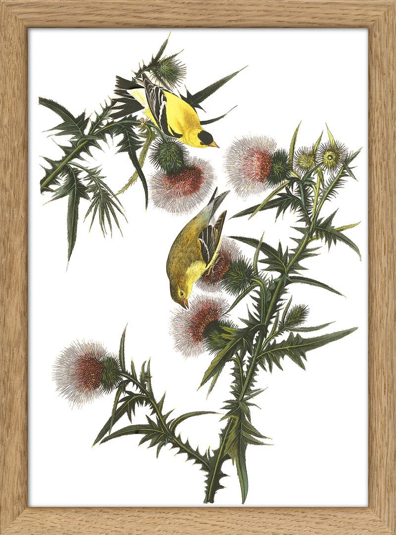 Dyb. "American Goldfinch"