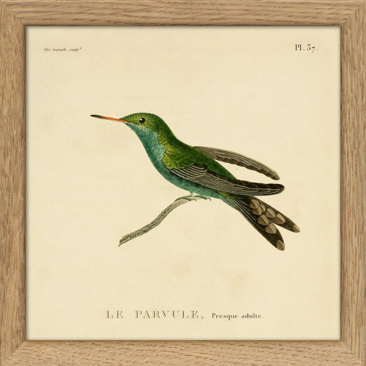Dyb. Kolibri, kleiner, grün 15x15