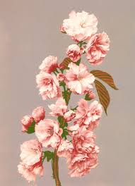 Dybdahl Cherry Blossom