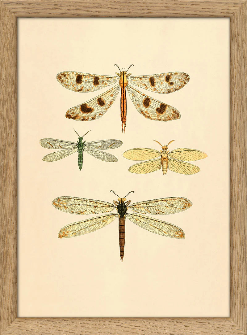 Dyb. "Insects"