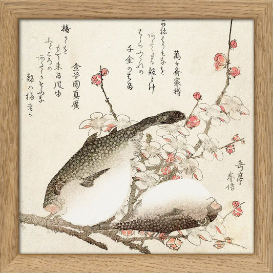 Dyb. Kugelfisch japanisch