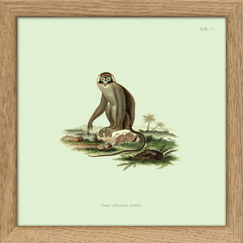 Dyb. "Monkey No. 2"