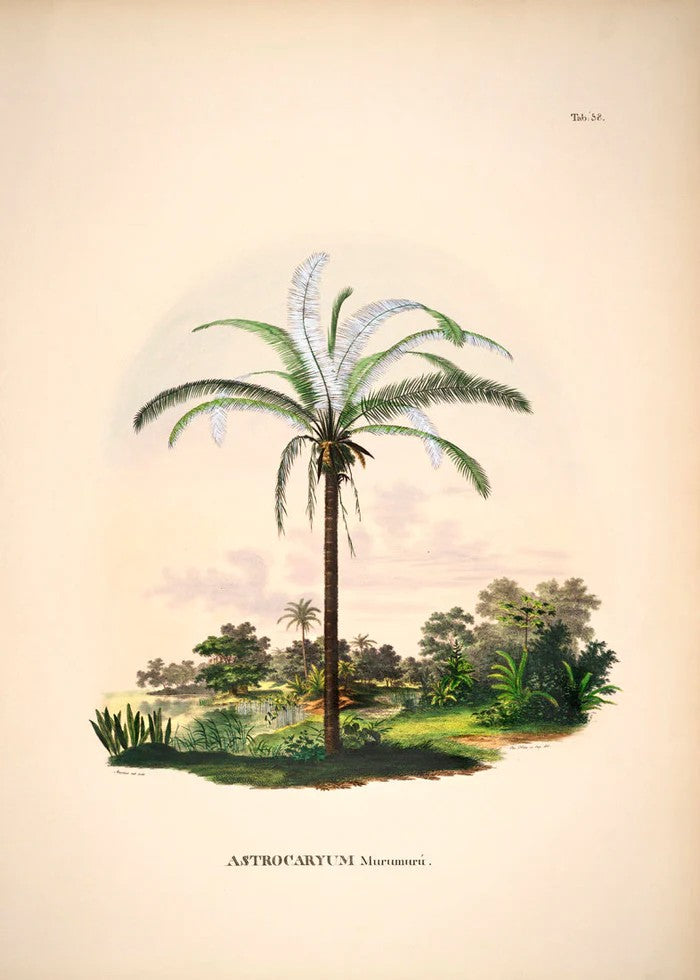 Dyb. "Astrocaryum Murumurú"