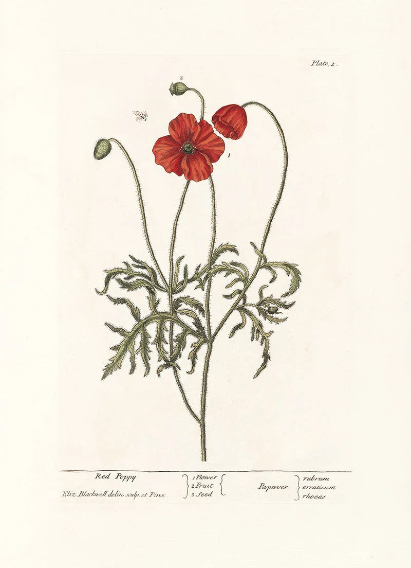 Dyb. "Red Poppy"
