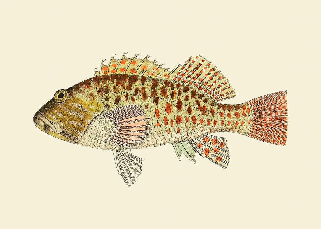 Dyb. Fisch "Rusty"