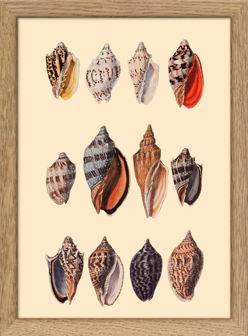Dyb. "Twelve Multi Colored Sea Shells"