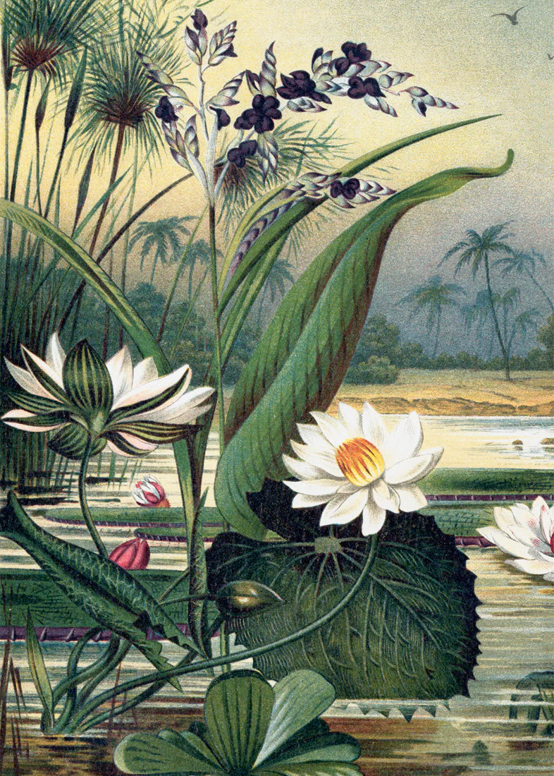 Dyb. "Water Plants Left Side"