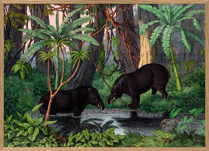 Dyb. Nasenbären Urwald 30x40