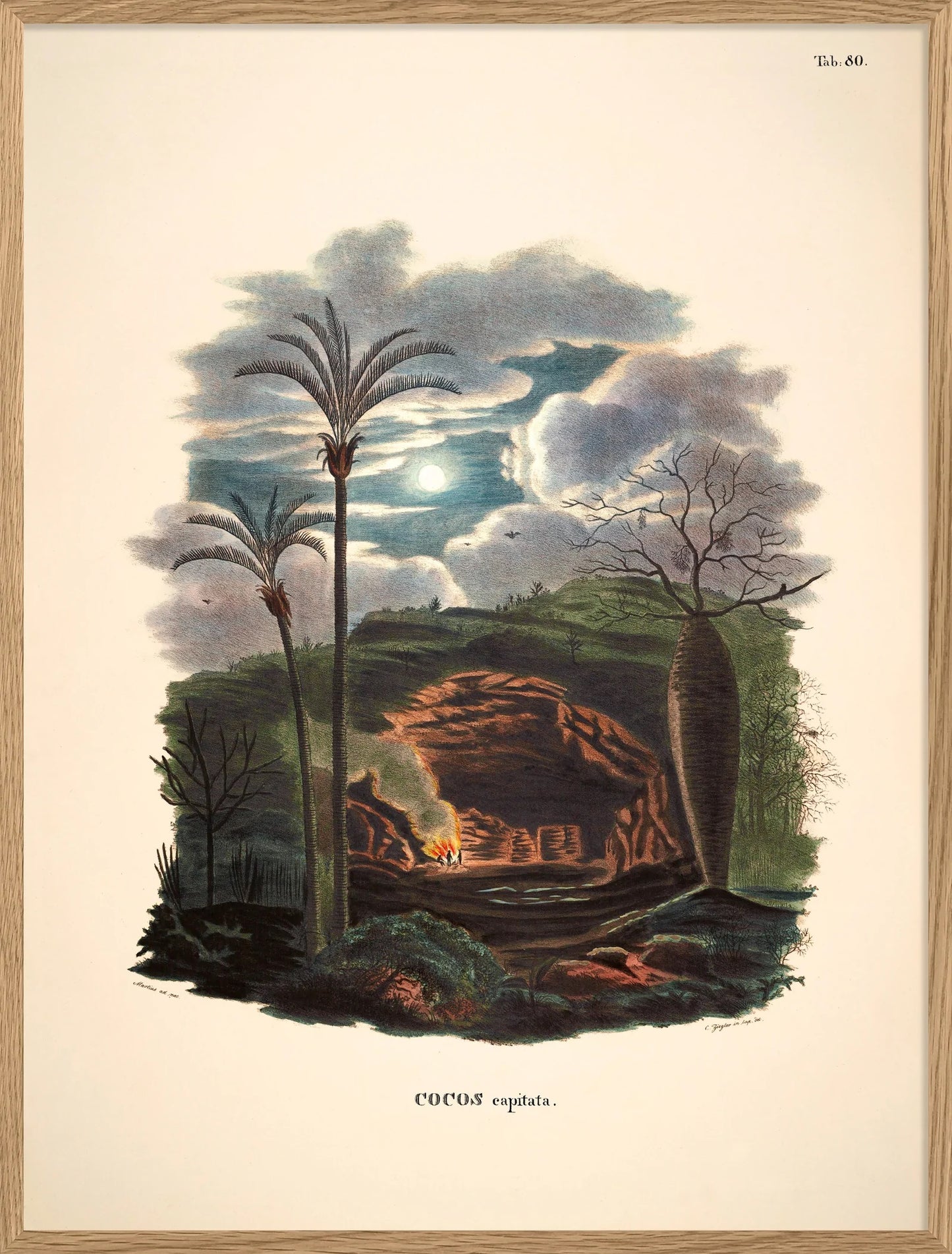 Dyb. Palme & Höhle 30x40