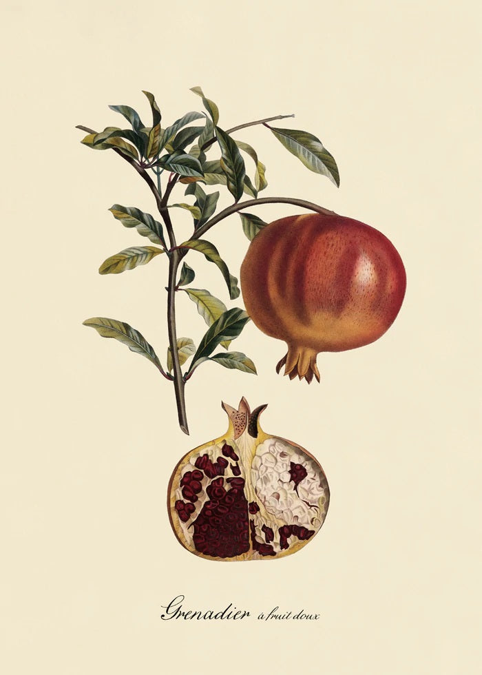 Dyb. Granatapfel 30 x 40