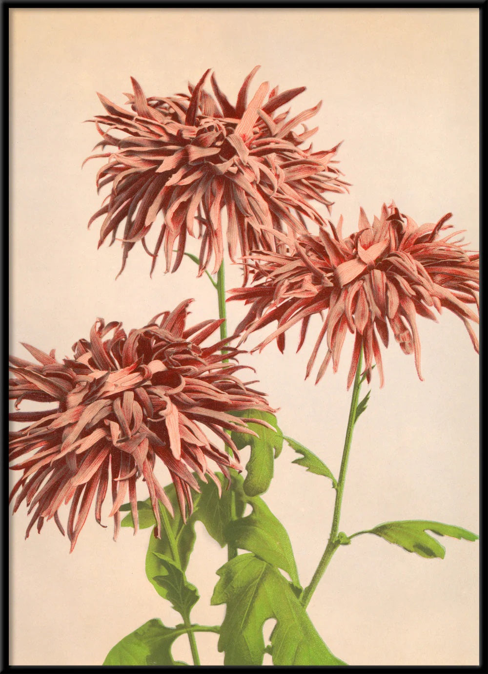 Dyb. Pink Chrysanthemum