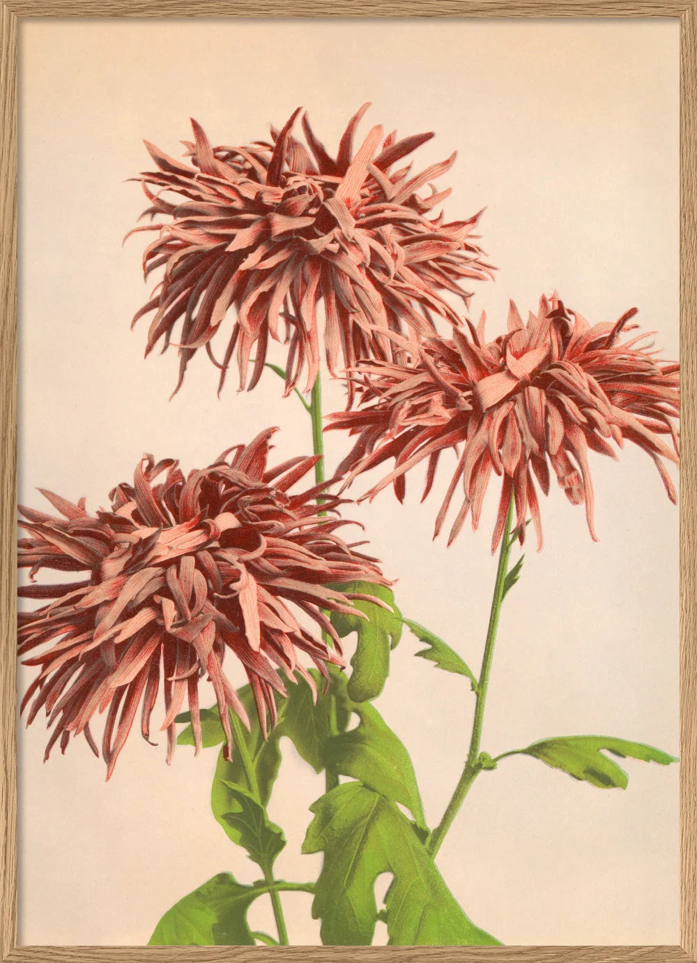 Dyb. Pink Chrysanthemum