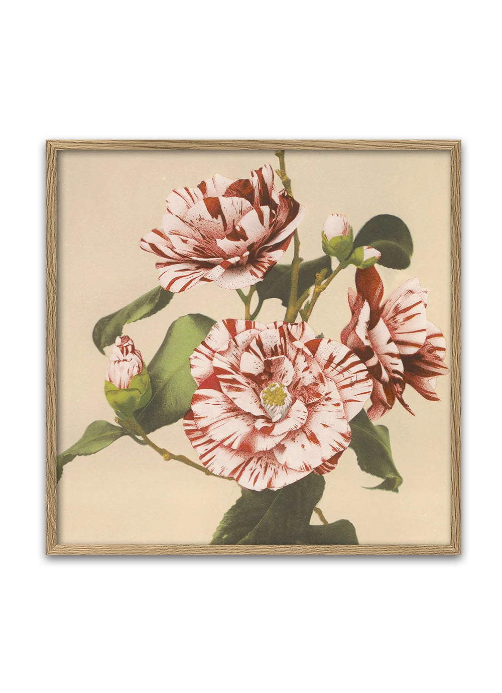 Dyb. 30x30 Striped Camellias