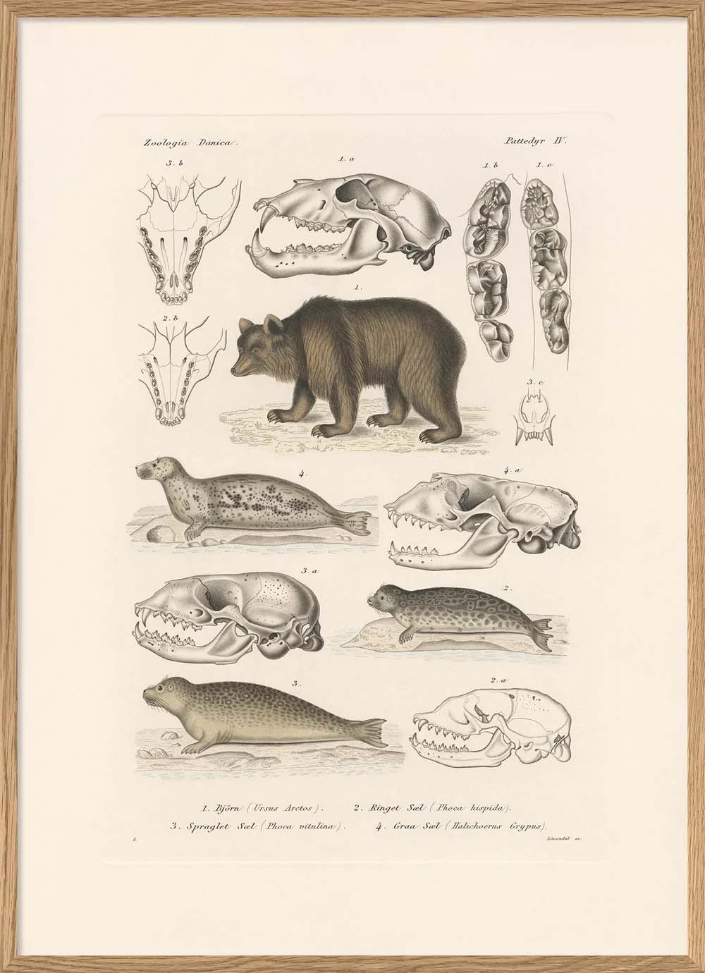Dyb. Zoologica Bär 30x40