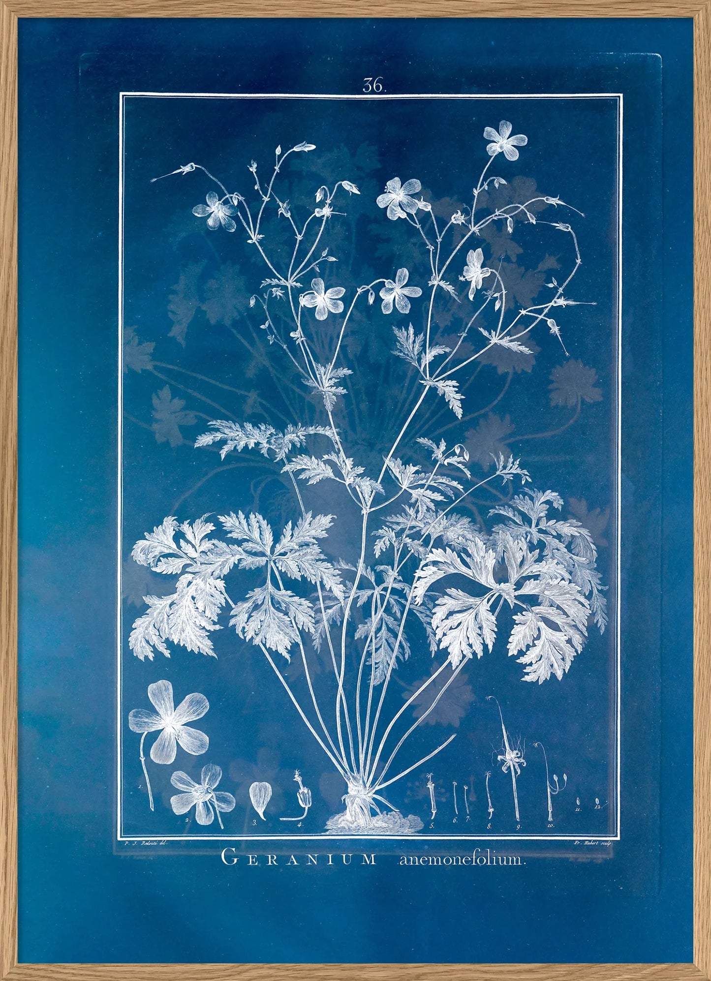 Dyb. Blumenprint Geranium Anemonefolium