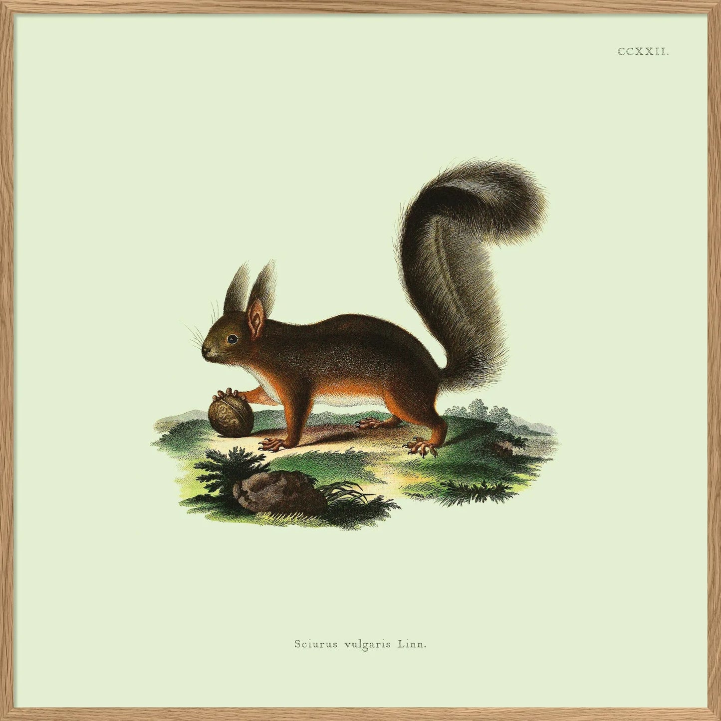 Dyb. Eichhörnchen