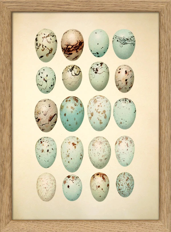 Dyb. Eier 15x21