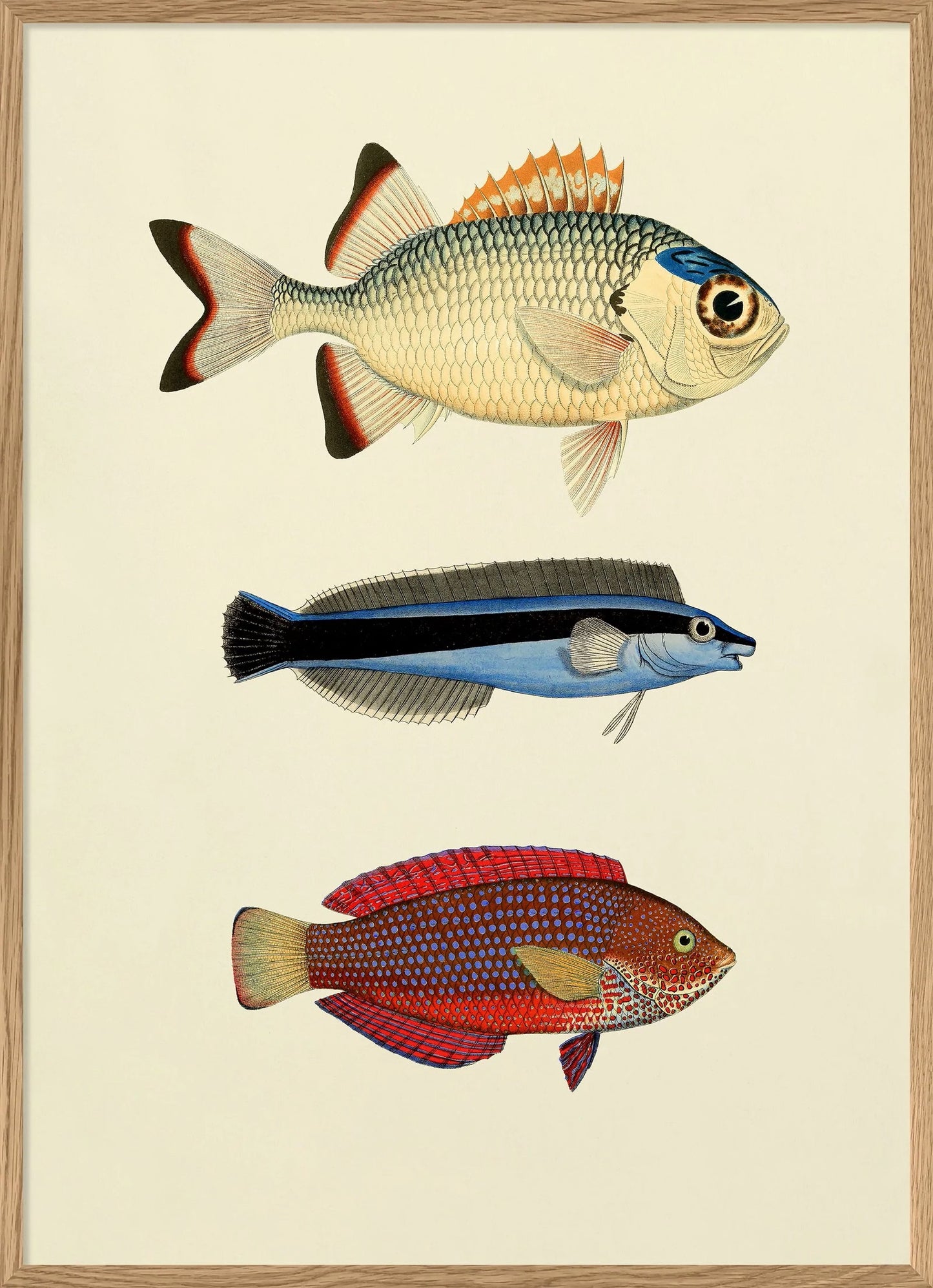 Dyb. Drei Fische bunt