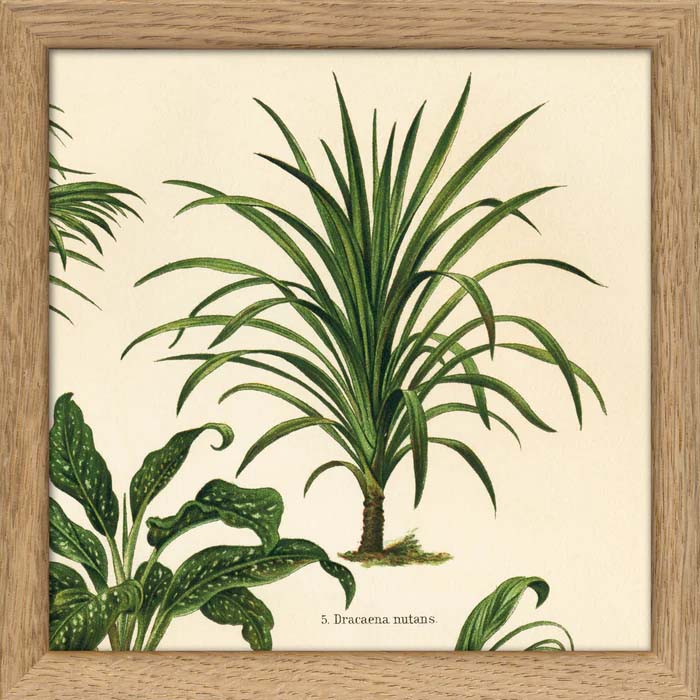 Dyb. kleine, glatte Palme, 15 x 15 cm