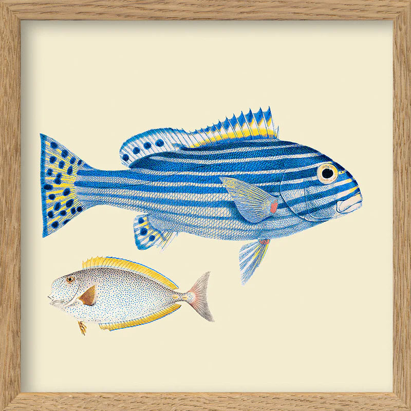 Dyb. Mini 2 Fische