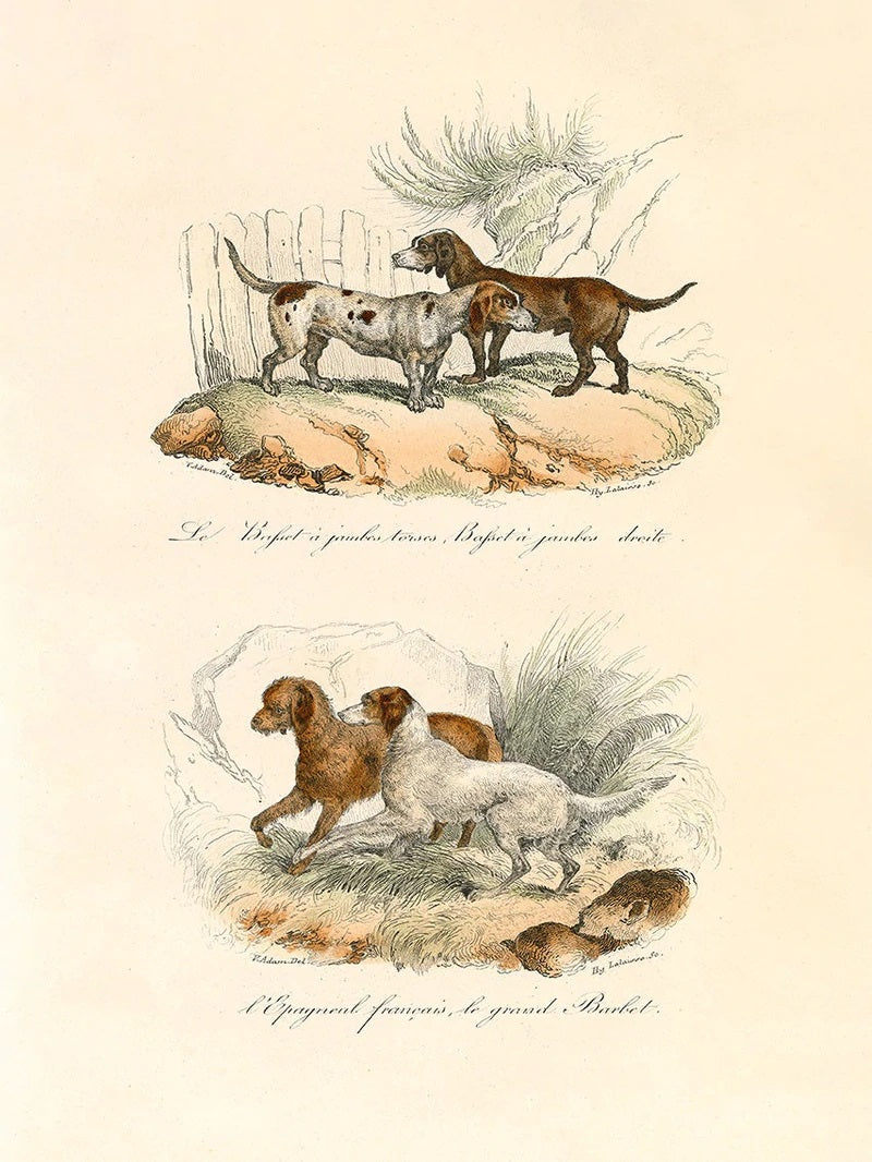Dyb. Vier Jagdhunde 30 x 40