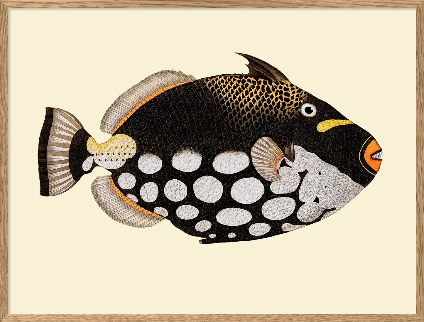 Dyb. Fischdruck Dot Galore