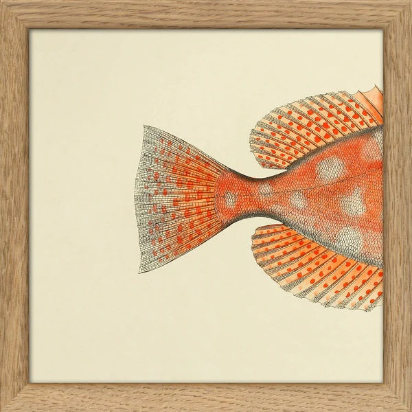 Dyb. 1/2 Flosse Orange