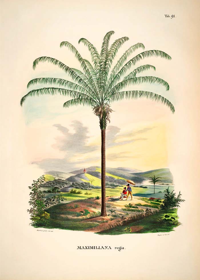 Dyb. Palme Paar Zylinder 30x40