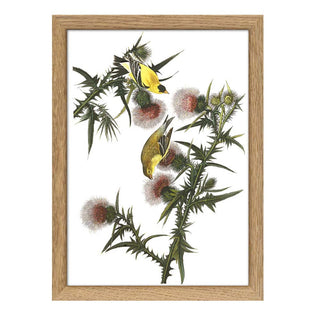 Gerahmter Kunstdruck mit Vogelmotiv von The Dybdahl Co.
