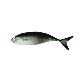 BP Wanddeko Jack Mackerel