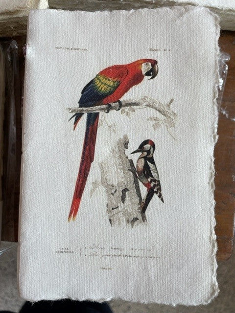 Skizzenbuch Papagei