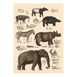 Dyb. Elefant, Nashorn 30x40