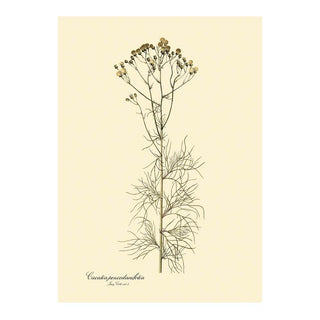 Dyb. Gras Stengel 30 x 40