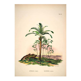 Dyb. Palme Kokosnuss 30 x 40