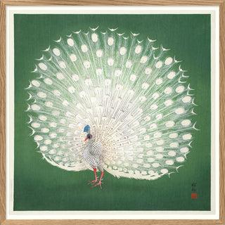 Dybdahl Pfau japanisch