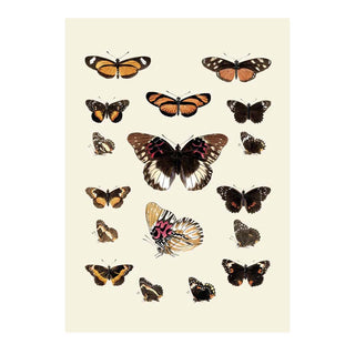 Dyb.Schmetterlinge braunorange 30 x 40